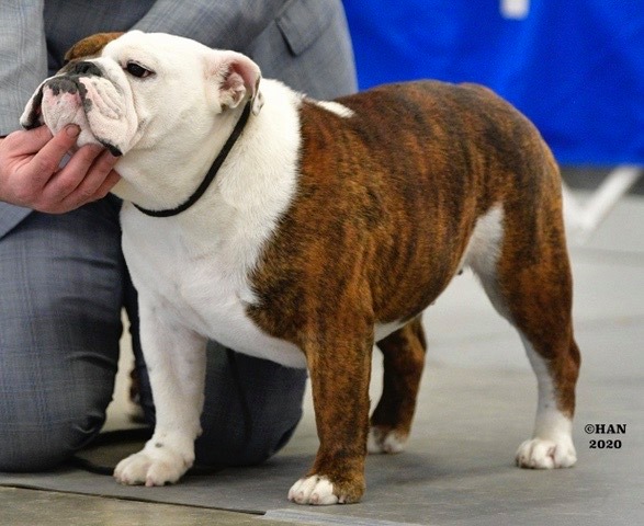 AKC National Championship 2022 Winner: Star the Bulldog